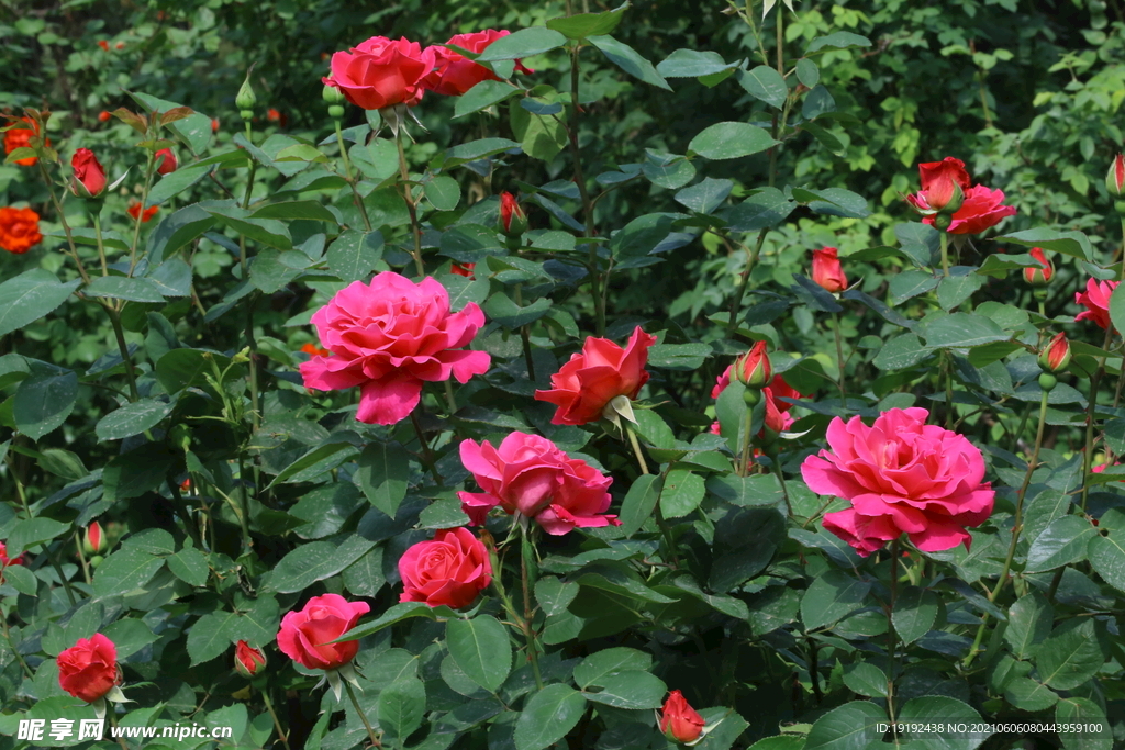 月季花 