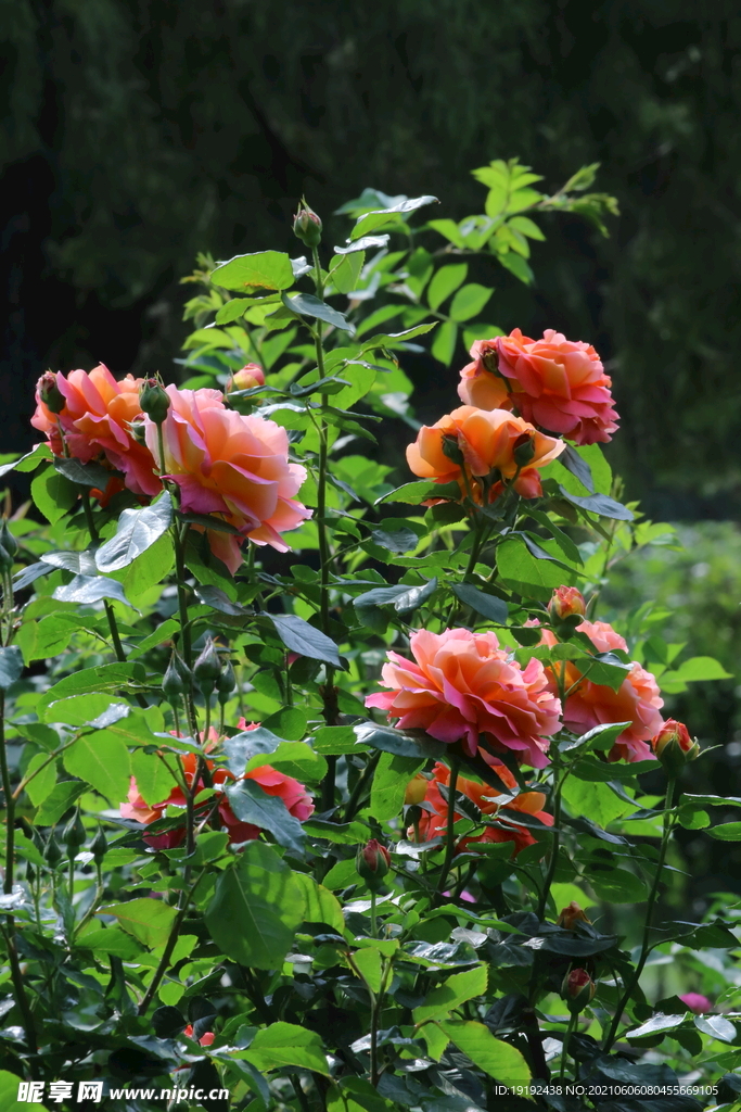 月季花 