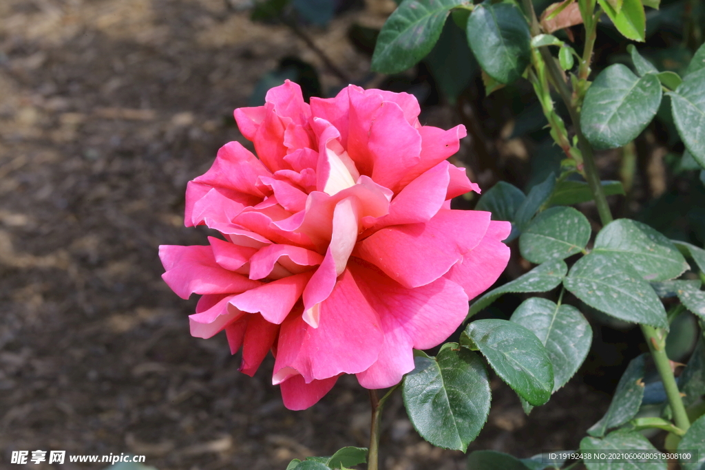 月季花