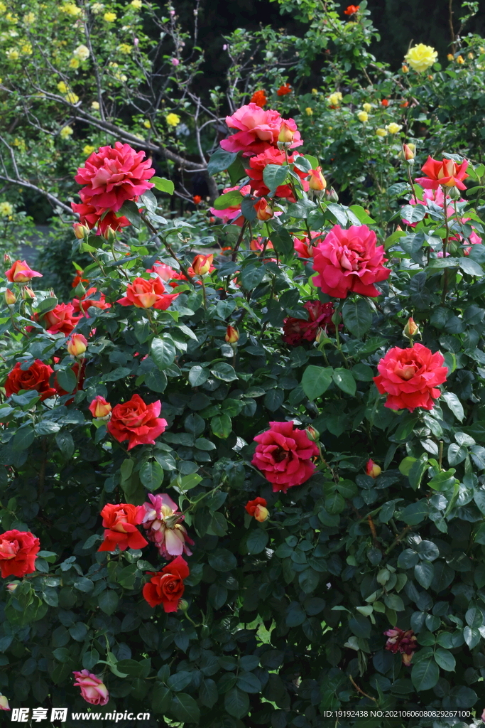 月季花 