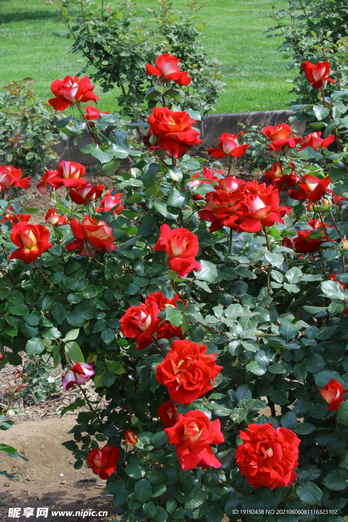 月季花 