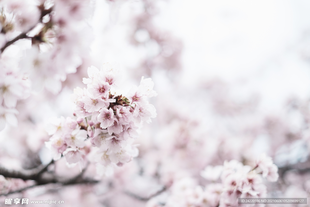 樱花