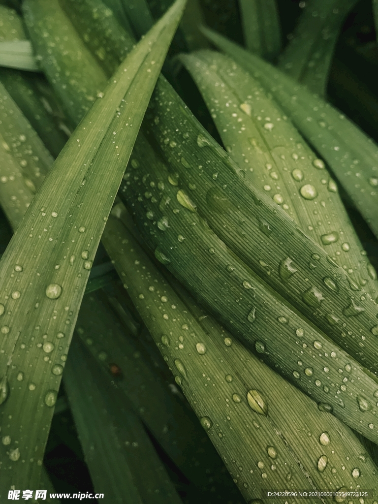 雨后绿叶