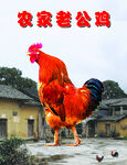 农家老公鸡图片