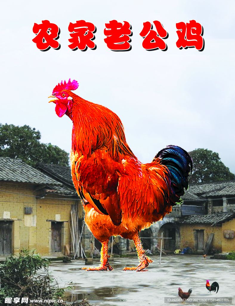农家老公鸡图片