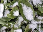 雪 