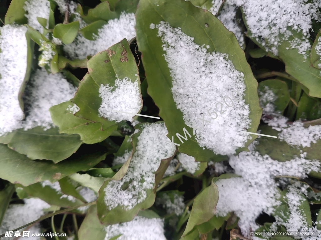 雪 