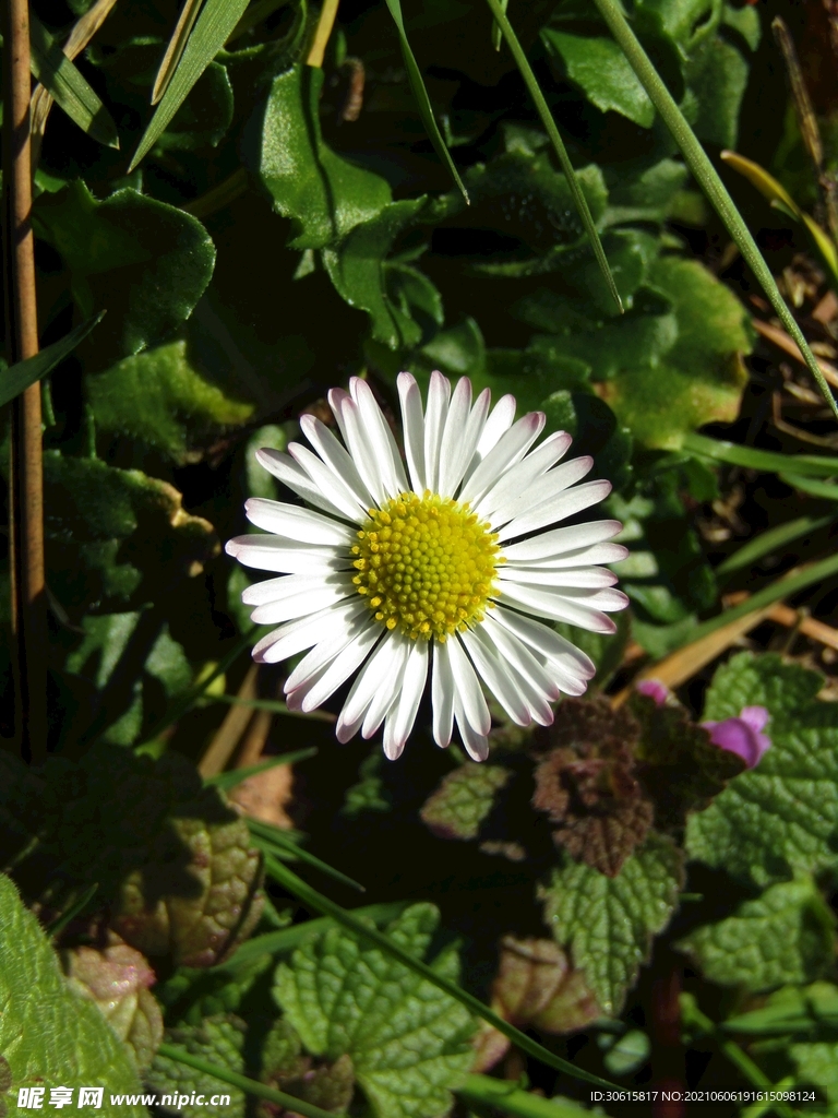 雏菊