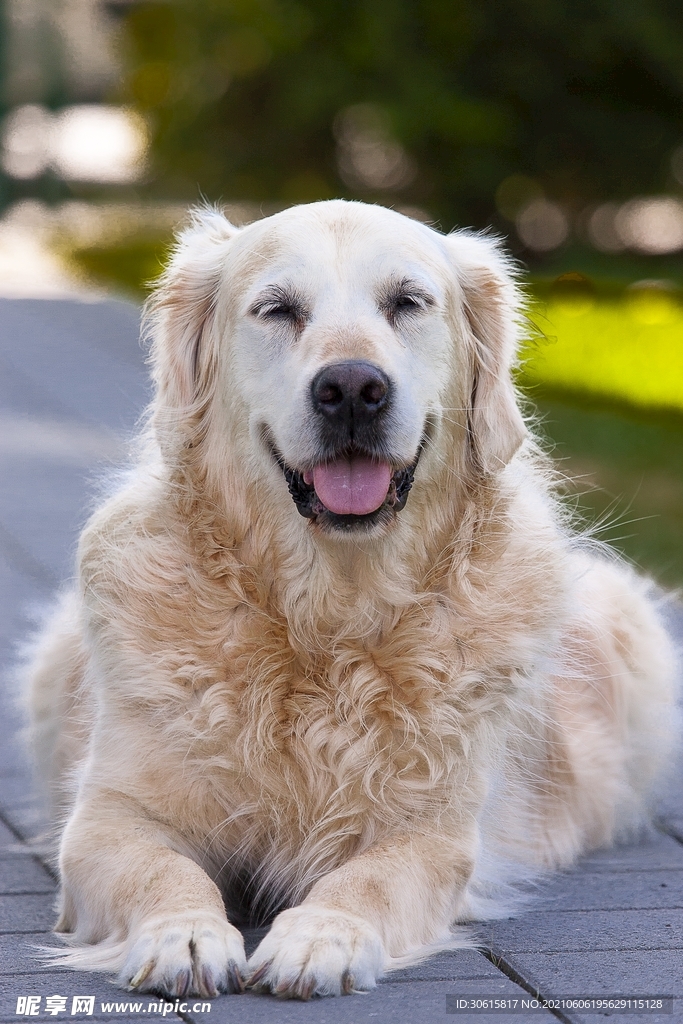 柯基犬