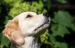 柯基犬