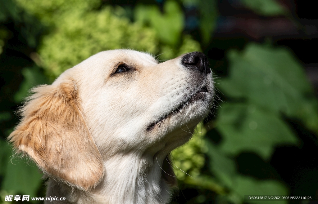 柯基犬