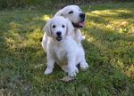柯基犬