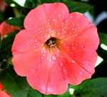 牵牛花