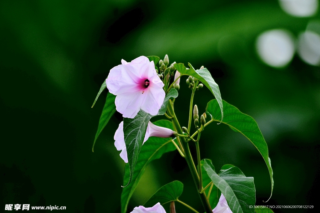 牵牛花