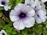 牵牛花