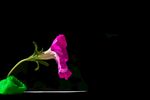 牵牛花