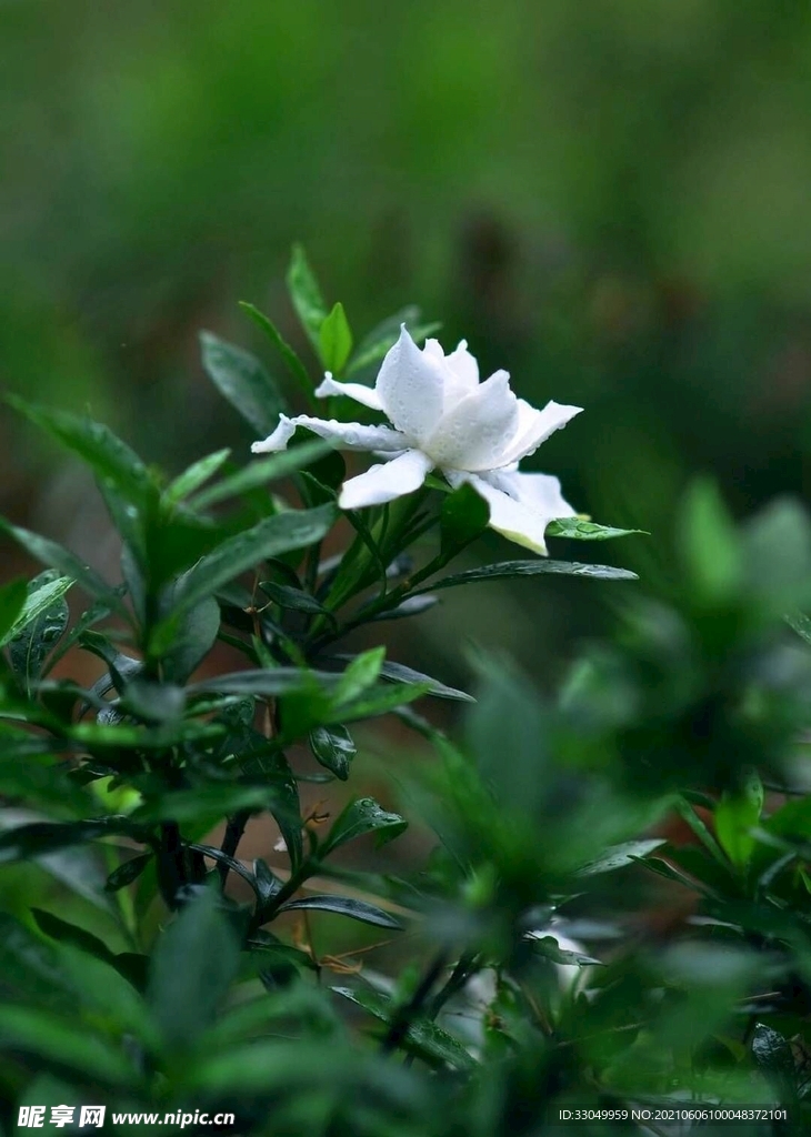 栀子花