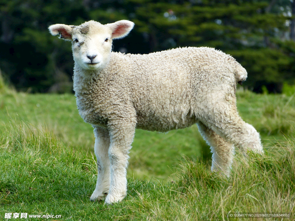 新西兰绵羊图片素材_免费下载_jpg图片格式_VRF高清图片500906367_摄图网