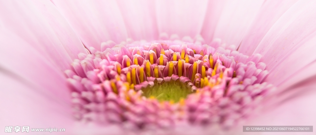 非洲菊