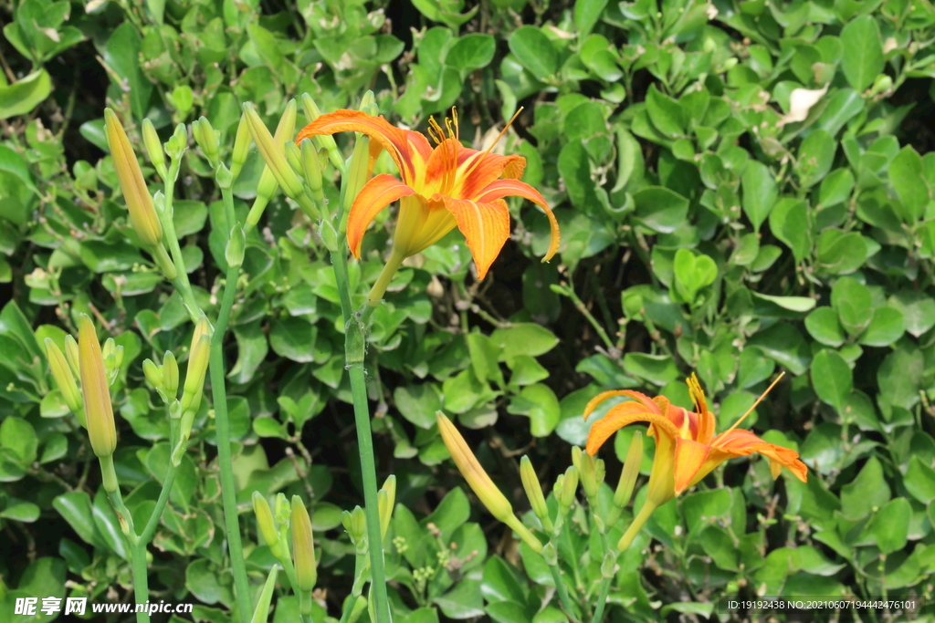 萱草花 