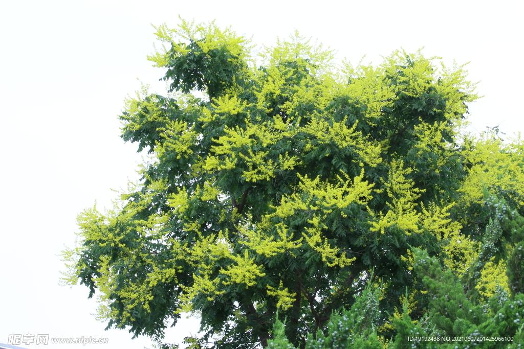 栾树花 
