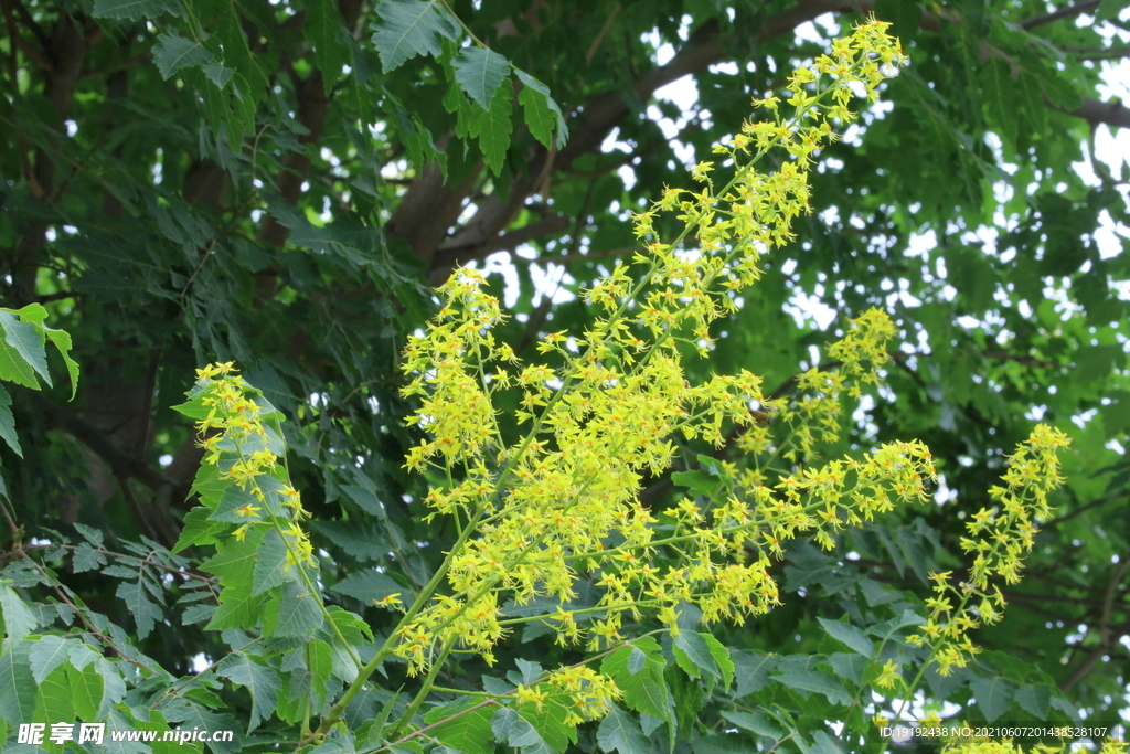 栾树花 