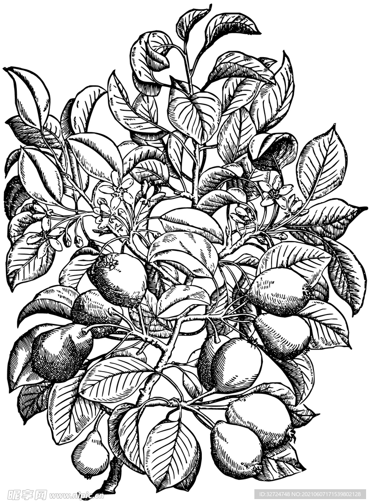 梨插画