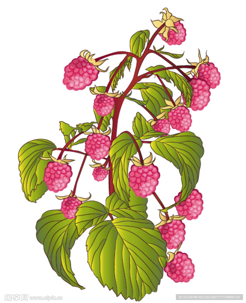 树莓手绘