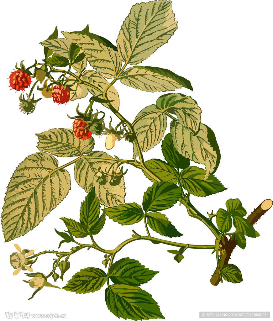 树莓插画