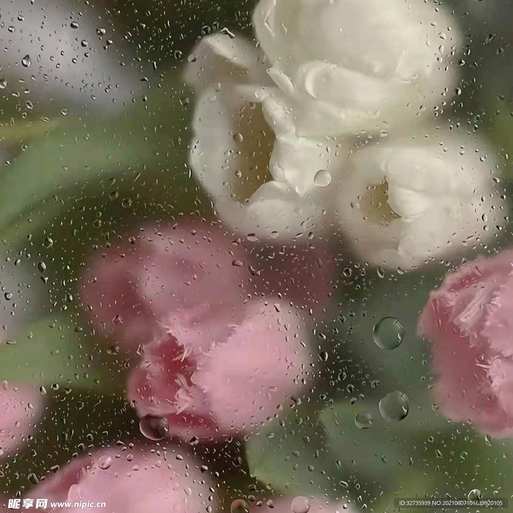 水珠鲜花图片
