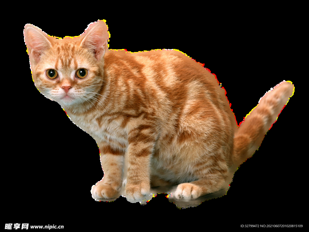 透明图层的猫