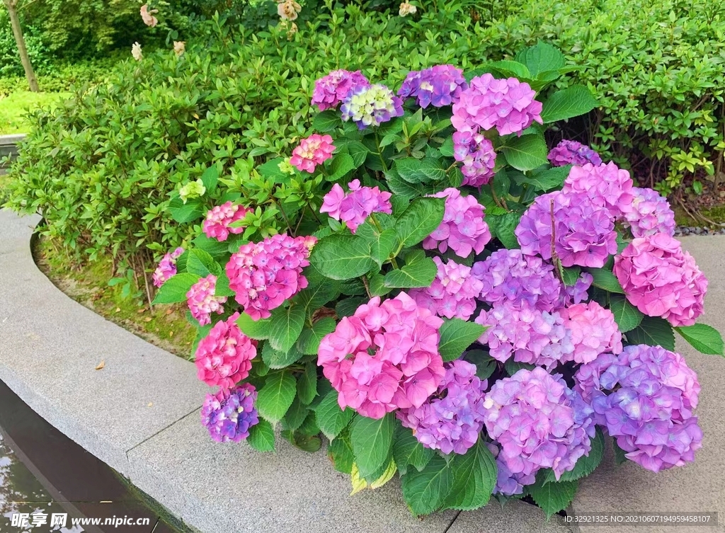绣球花