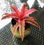 花花世界