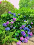 花花世界