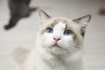 猫猫