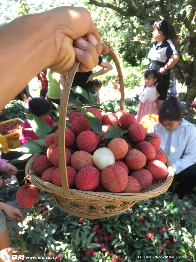 灵山本地桂味