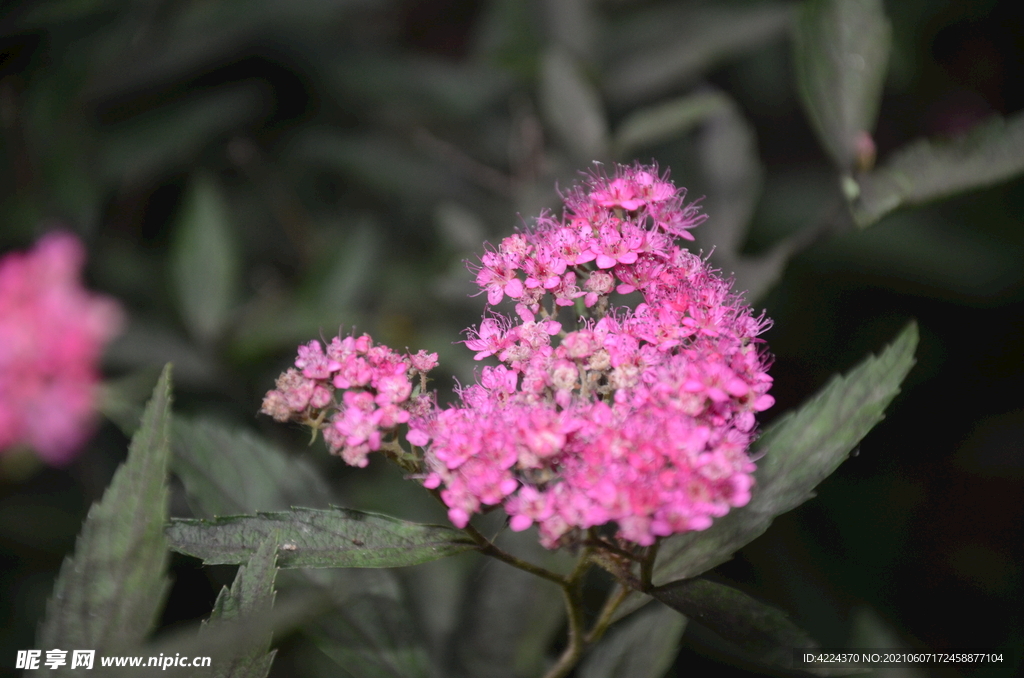 粉花绣线菊