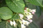 锦带花