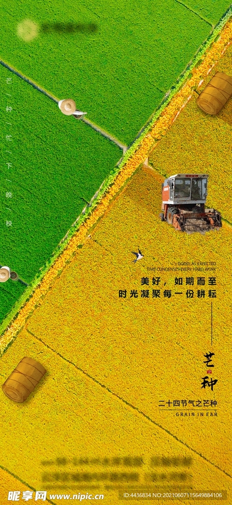 芒种