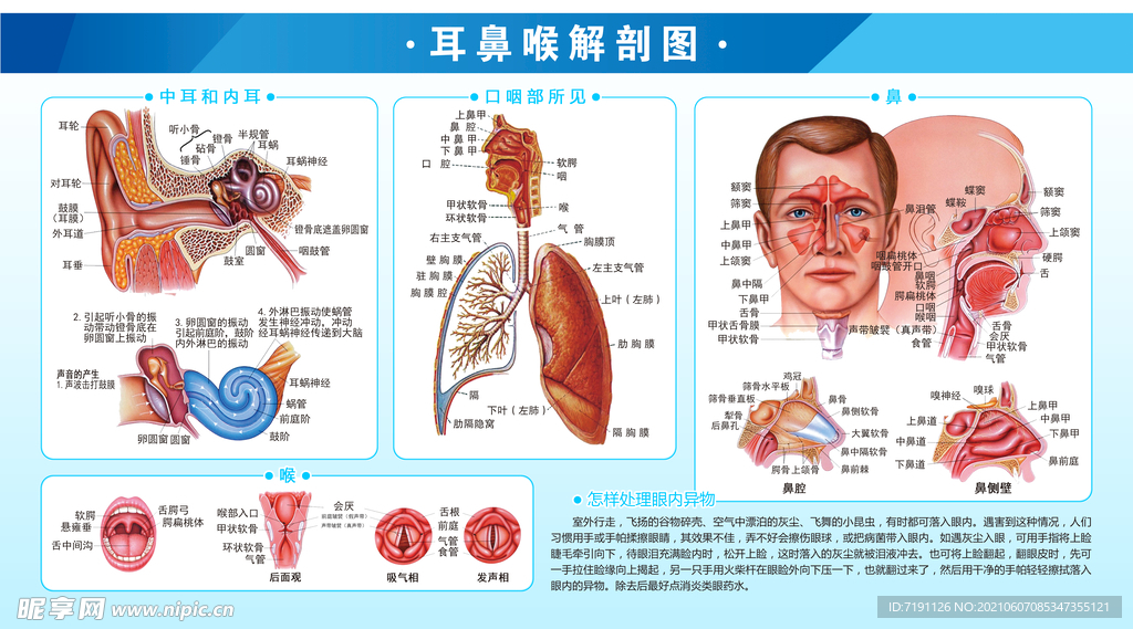 180×100cm耳鼻喉解剖图