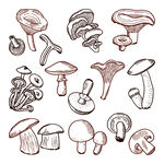 蘑菇的新鲜食品自然矢量手绘插画