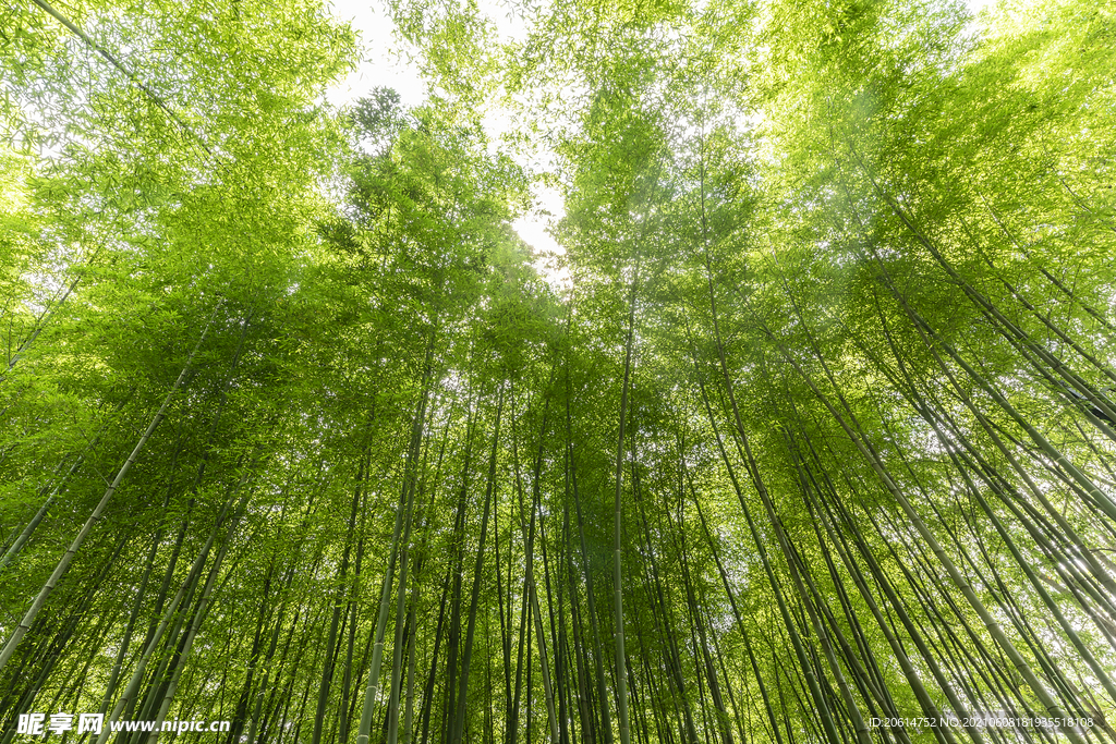 夏日竹林