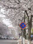 樱花路