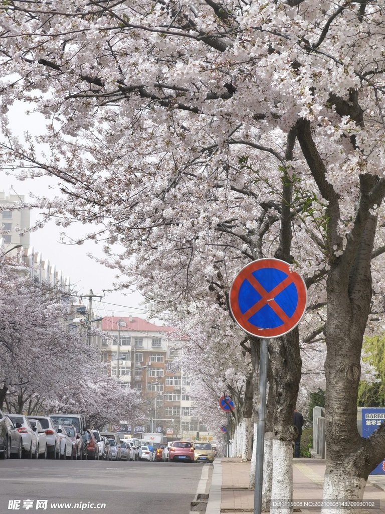 樱花路