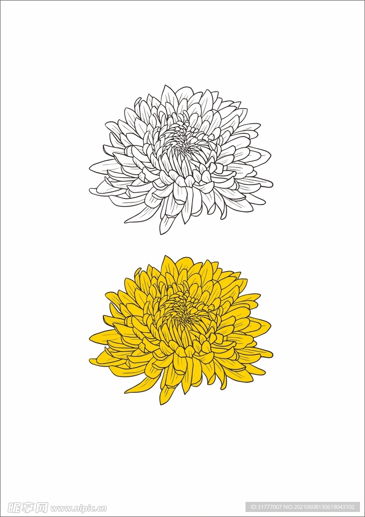 矢量 菊花 线条 花纹