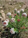 狼毒花