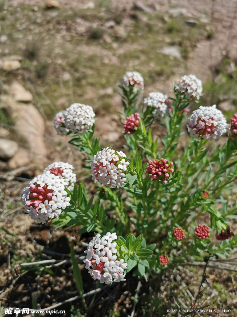 狼毒花