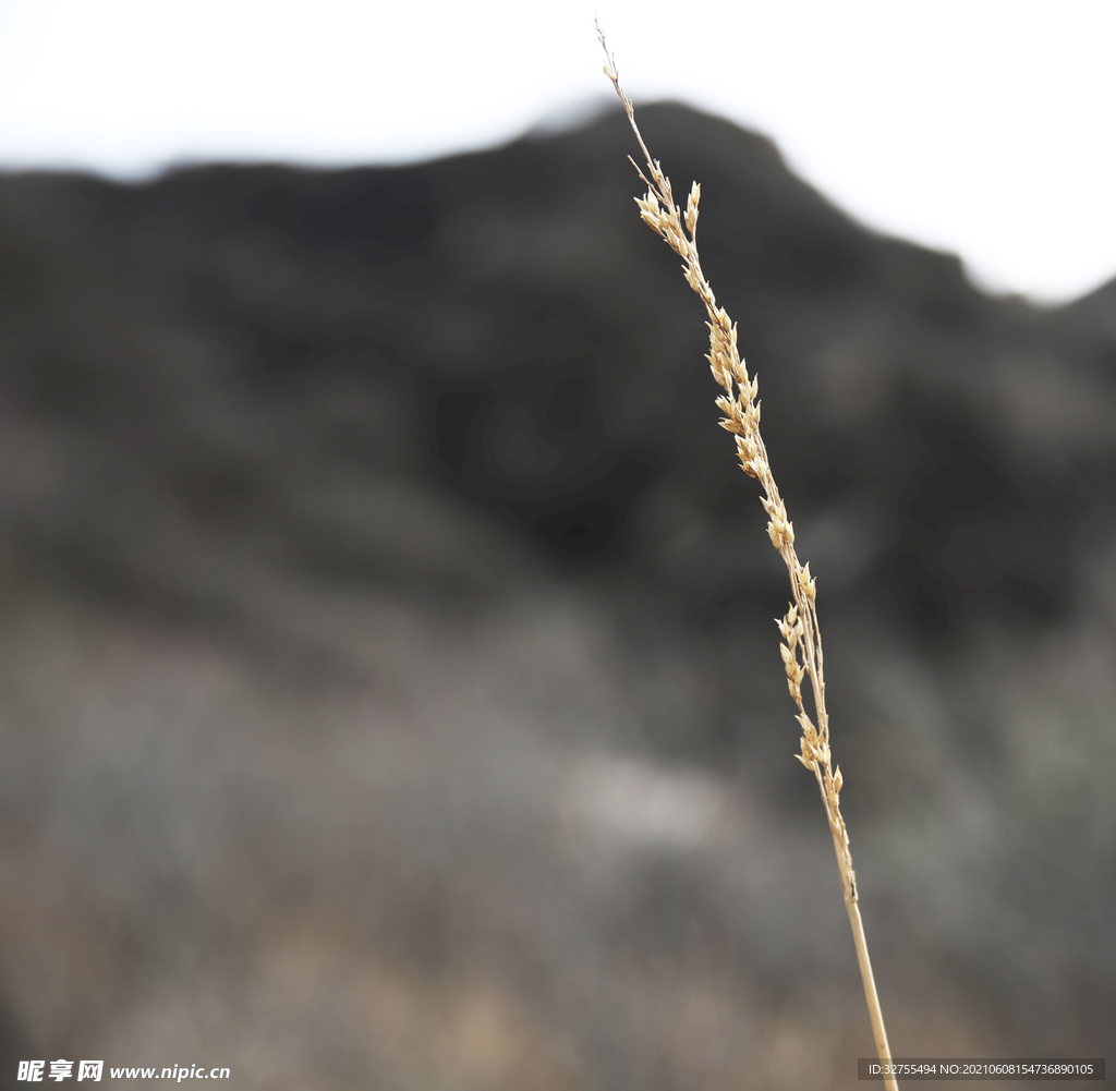 唯美小草