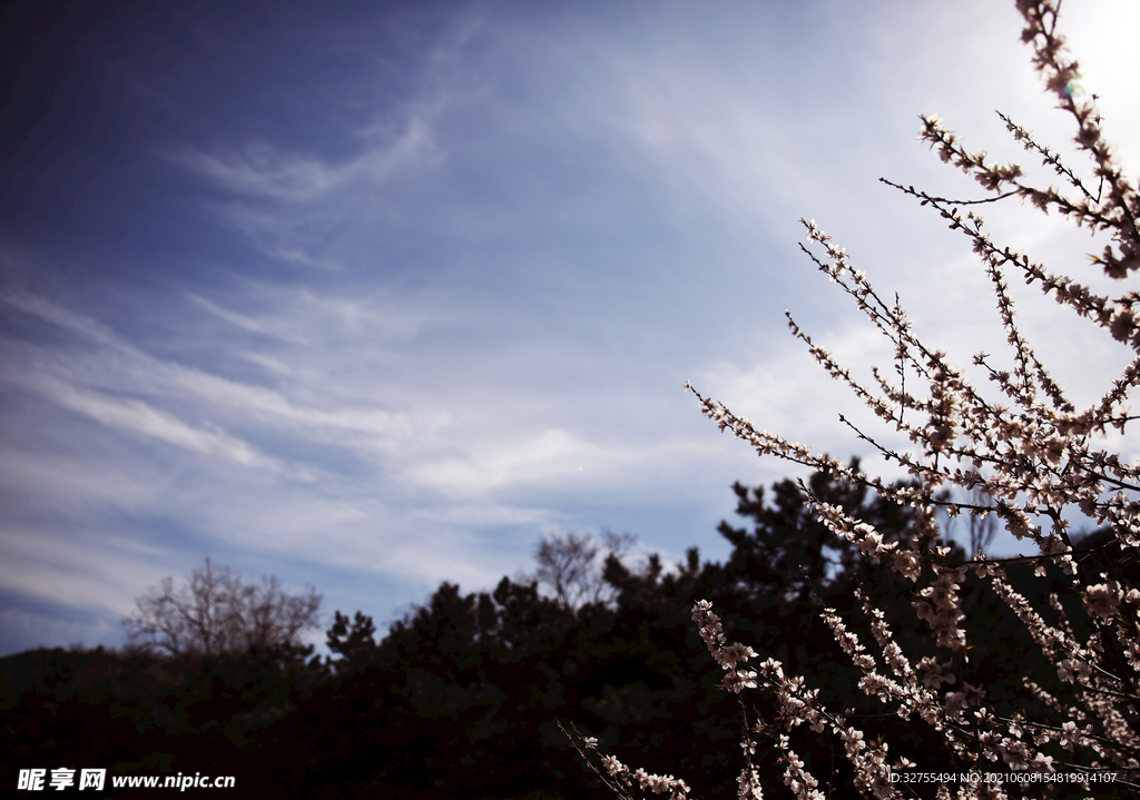 山花