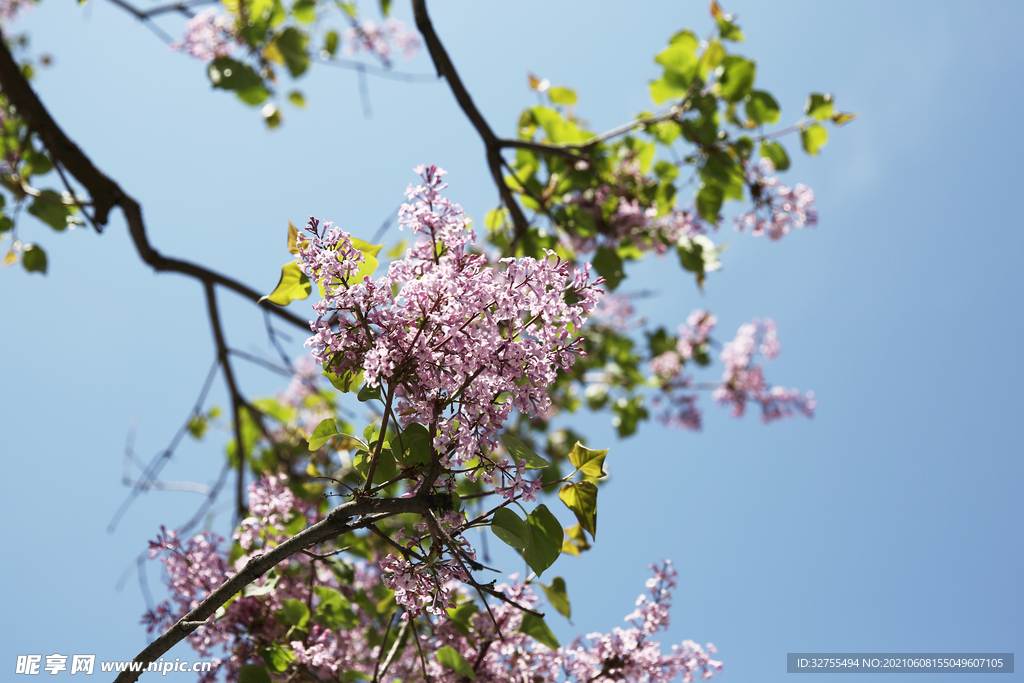 丁香花